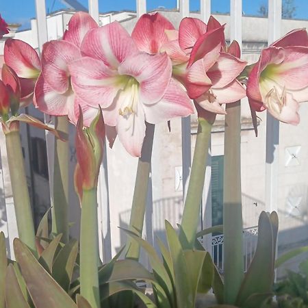 Hotel La Chicca Di C.Cavour Ostuni Zewnętrze zdjęcie