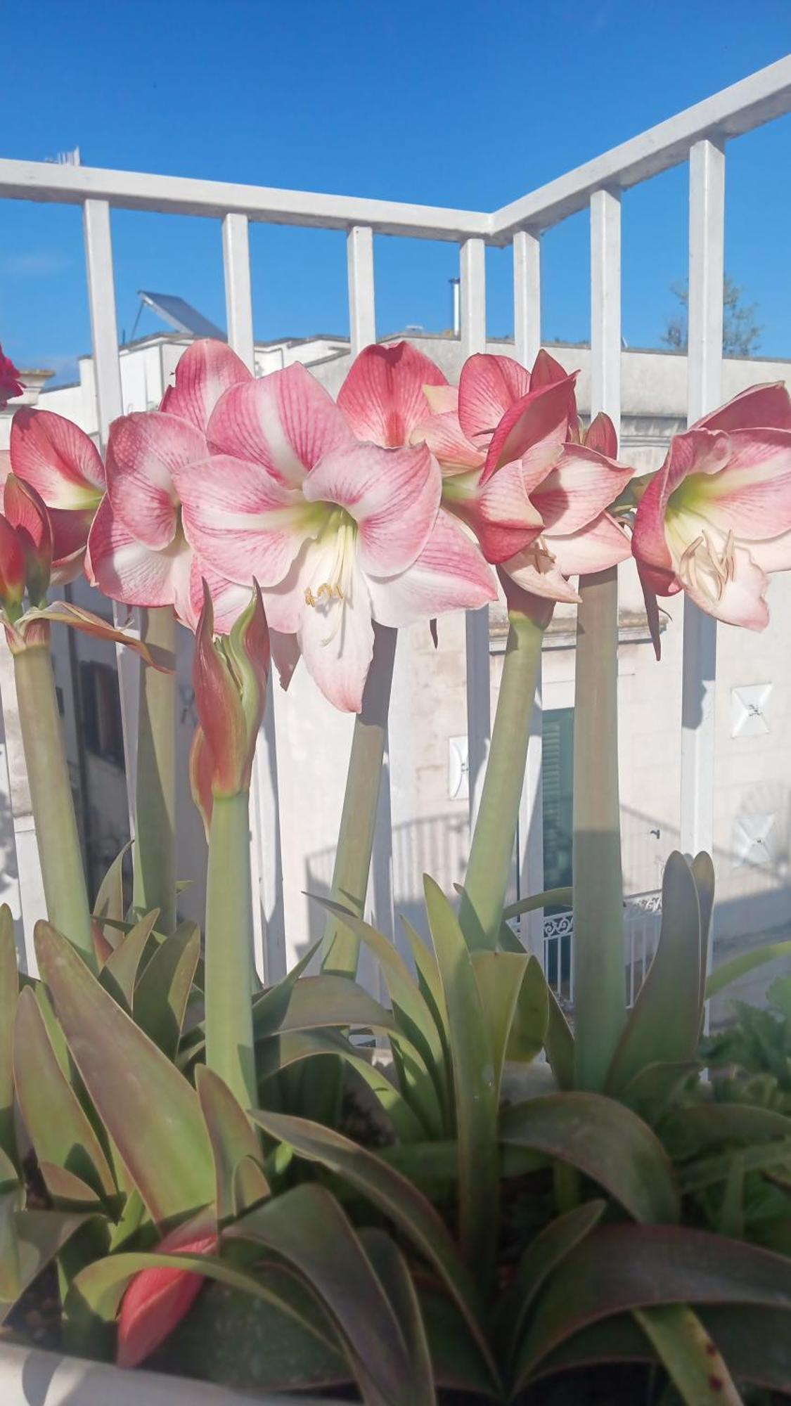Hotel La Chicca Di C.Cavour Ostuni Zewnętrze zdjęcie